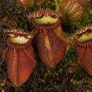 cephalotus follicularis