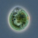 chlamydomonas