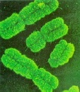 cromosomas