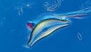 diatomea