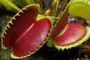 dionaea muscipula