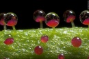 drosophyllum lusitanicum