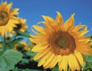 girasol