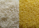 golden rice