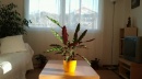 lapse planta
