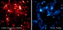 materia oscura hst3