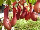 nepenthes alata