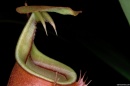 nepenthes bicalcarata
