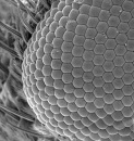 ojo de insecto