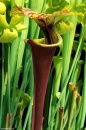 sarracenia flava