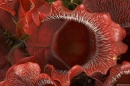 sarracenia rosea