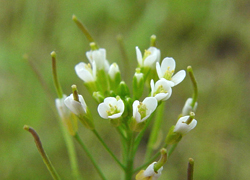 arabidopsis_thaliana