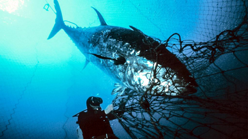 Los grandes animales marinos están en peligro y los humanos tienen la culpa  - EL BOLETIN