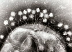 fagos