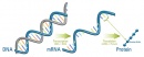 ADN ARN proteina