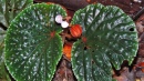 Begonia ruthiae