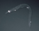 C elegans libre albedrio
