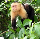 Capuchino Costa Rica