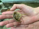 Limulus small