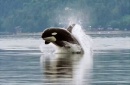 Orca porpoising