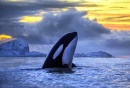 Orcinus orca foto
