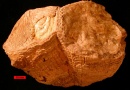 Rudista fosil