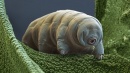 SEM tardigrade