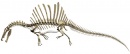 Spinosaurus aegyptiacus 2