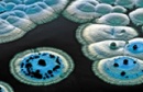 Streptomyces coelicolor small