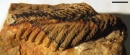 Stromatoveris antepasado