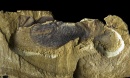 Stromatoveris fosil