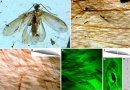 Tarachoptera fotos