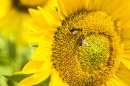 abejas y girasol
