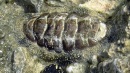 acanthopleura granulata