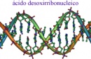 acido desoxirribonucleico
