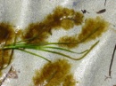 alga marron