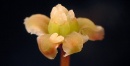 amborella flor
