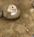 ammonite fosil seymour