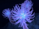 anemona purpura