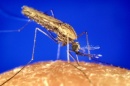 anopheles gambiae mosquito