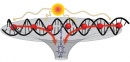 antena ADN