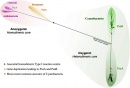 arbol evolutivo fotosintesis