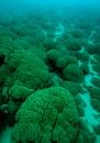 arrecife microbiolito