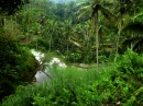 arrozal verde