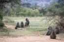 babuinos democraticos