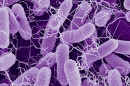 bacterias e coli