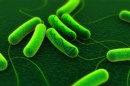 bacterias memoria distribuida