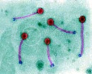 bacteriofagos