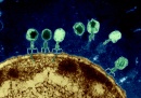 bacteriofagos color