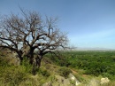baobab tanzania
